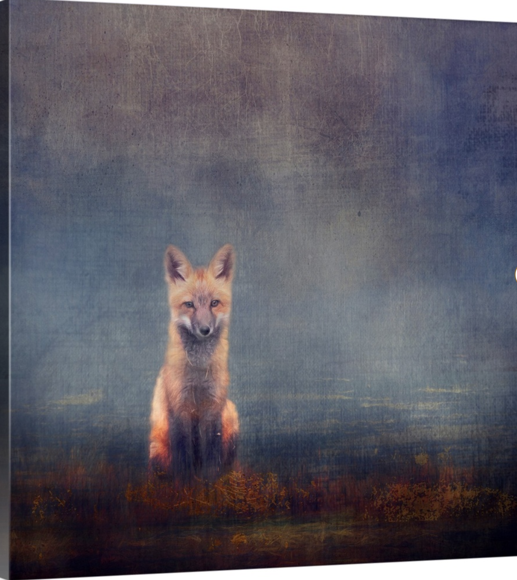 Young Fox Canvas