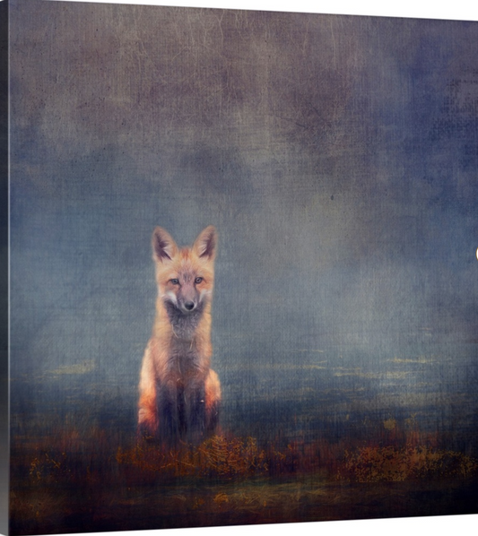 Young Fox Canvas