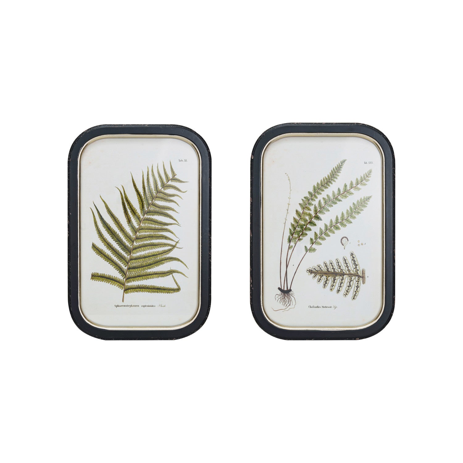 MDF Framed Wall Décor w/ Fern Fronds Image, 2 Styles